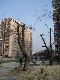 Zdjęcie przedstawia nieprawidłowe cięcia w koronie klonów jesionolistnych zniekształcające ich naturalny pokrój