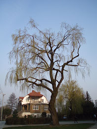 Zdjęcie przedstawiania prawidłowo wykonane cięcia w koronie wierzby