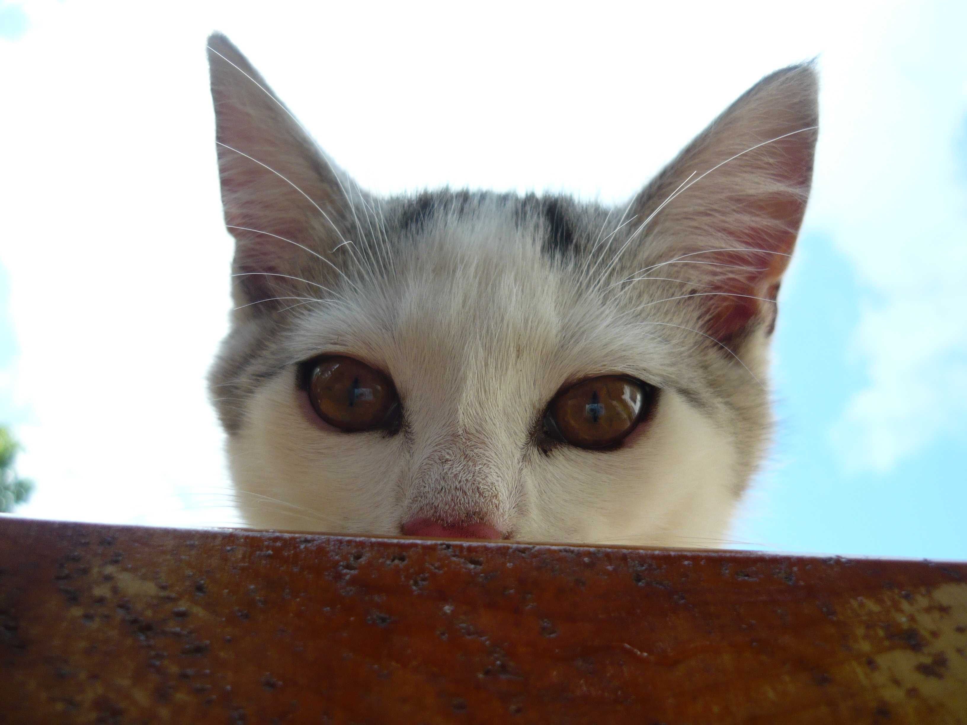 kotek